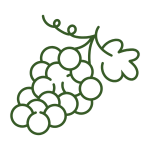 Uva
