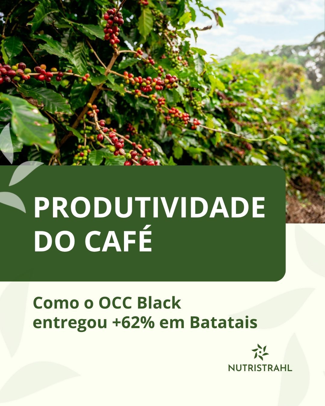 Produtividade do café
