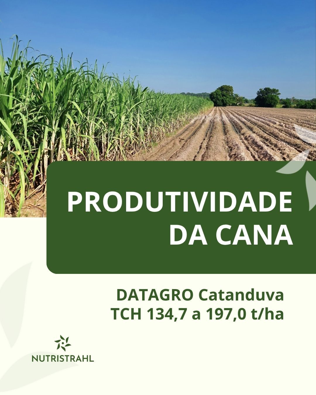 Produtividade da cana